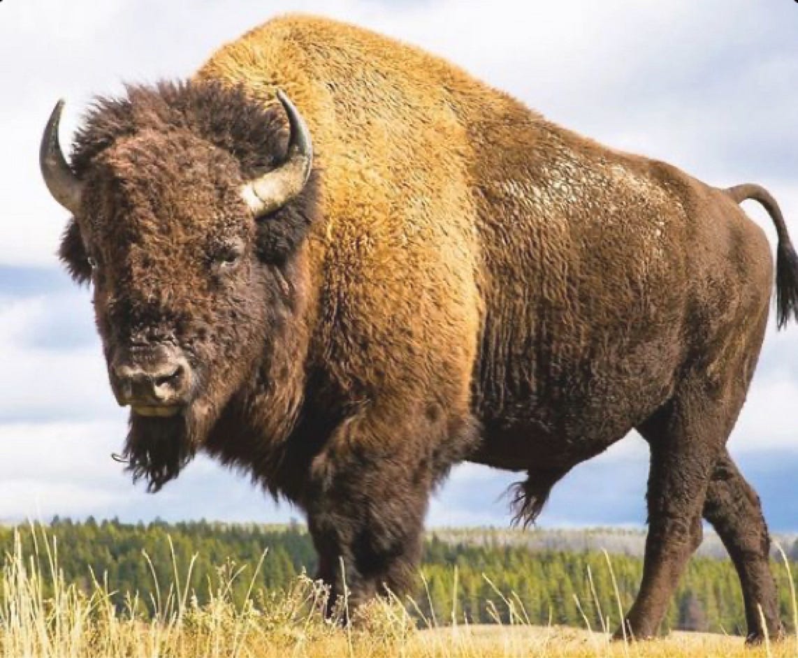 Buffalo. Symbols of Strength and Endurance | by Zach Warunek | Medium