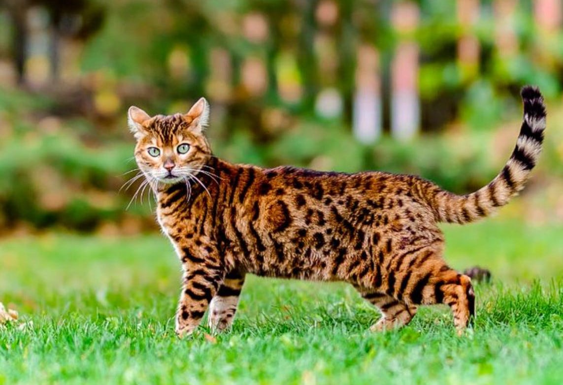 How Long Do Indoor Bengal Cats Live? by Maine Coon Cats Medium