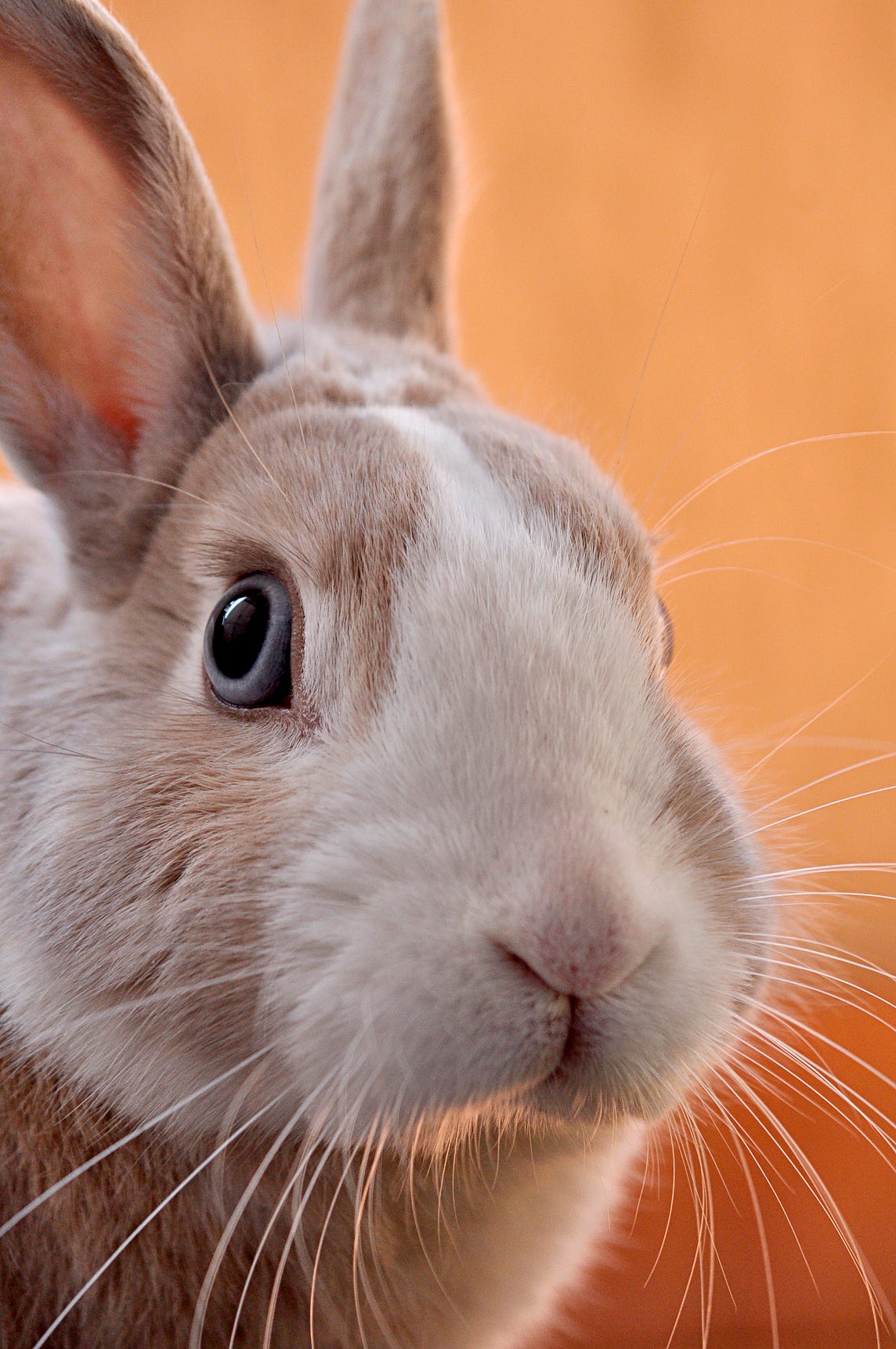 Warning: He Brakes for Bunnies