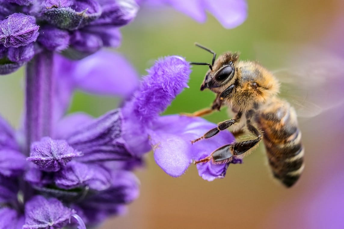 Bees can learn, remember, think and make decisions – here's a look