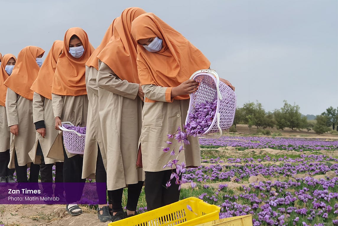 Trouble in the saffron fields of Afghanistan