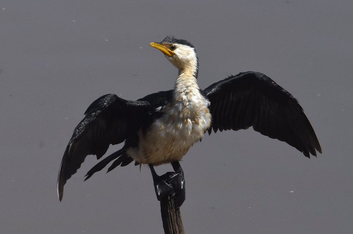 Little Pied Cormorant spreads its wings to dry while turning its head to show its fine profile. Let’s pretend we don’t notice the awkwardness of its big webbed feet clutching the stump.