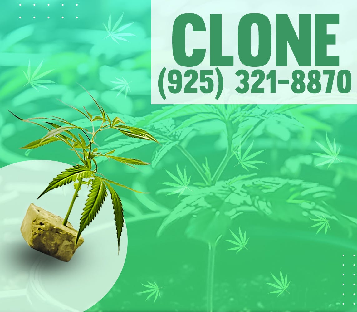 neFresh and healthy rooted clone. A clone is a slicing, along with a