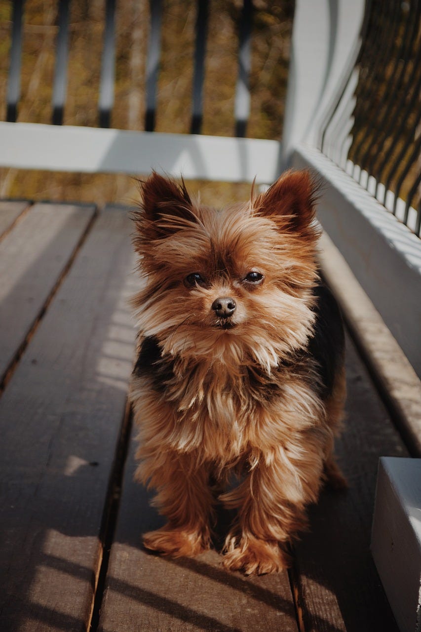 when can yorkie puppies start eating food