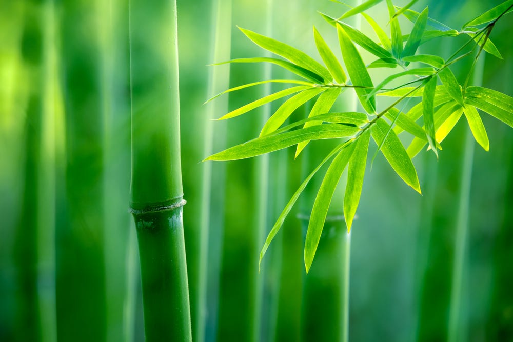 3 Reasons Why Bamboo Is a Great Sustainable Material, by Dr. Erlijn van  Genuchten, The Environment