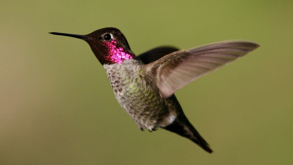 Let’s Rename Some Birds