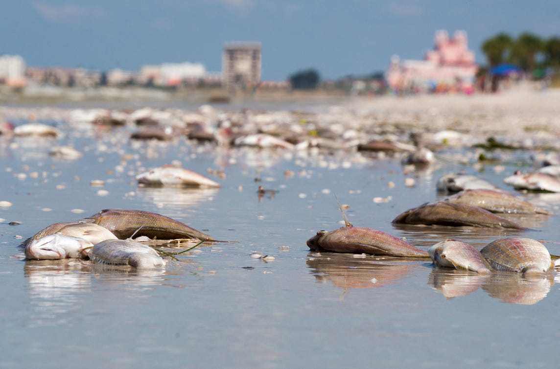 Florida is Dying