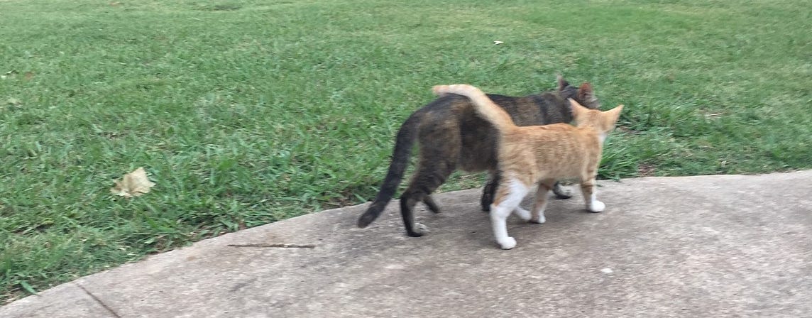 End of Year Appeal for Oklahoma Cats