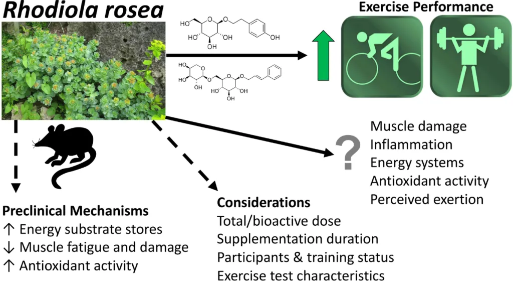 RHODIOLA ROSEA TINCTURE: MAXIMIZING FITNESS PERFORMANCE