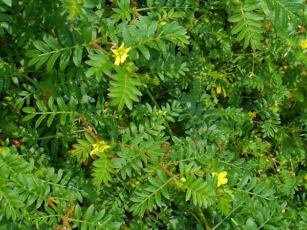 NaturHeals — Wild Weeds 4 — Gokshura — Tribulus Terrestris — Puncture Vine