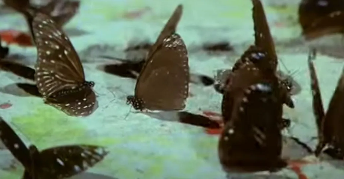 A handful of butterflies on a bloody ground.