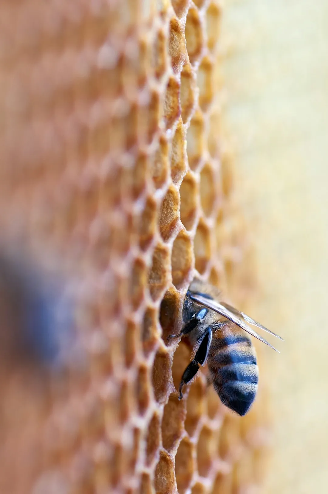 Building a Better Beehive: Coding for Conservation