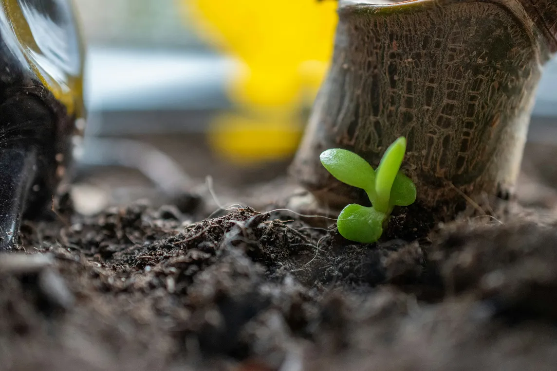 The Countdown Begins for Spring Gardening