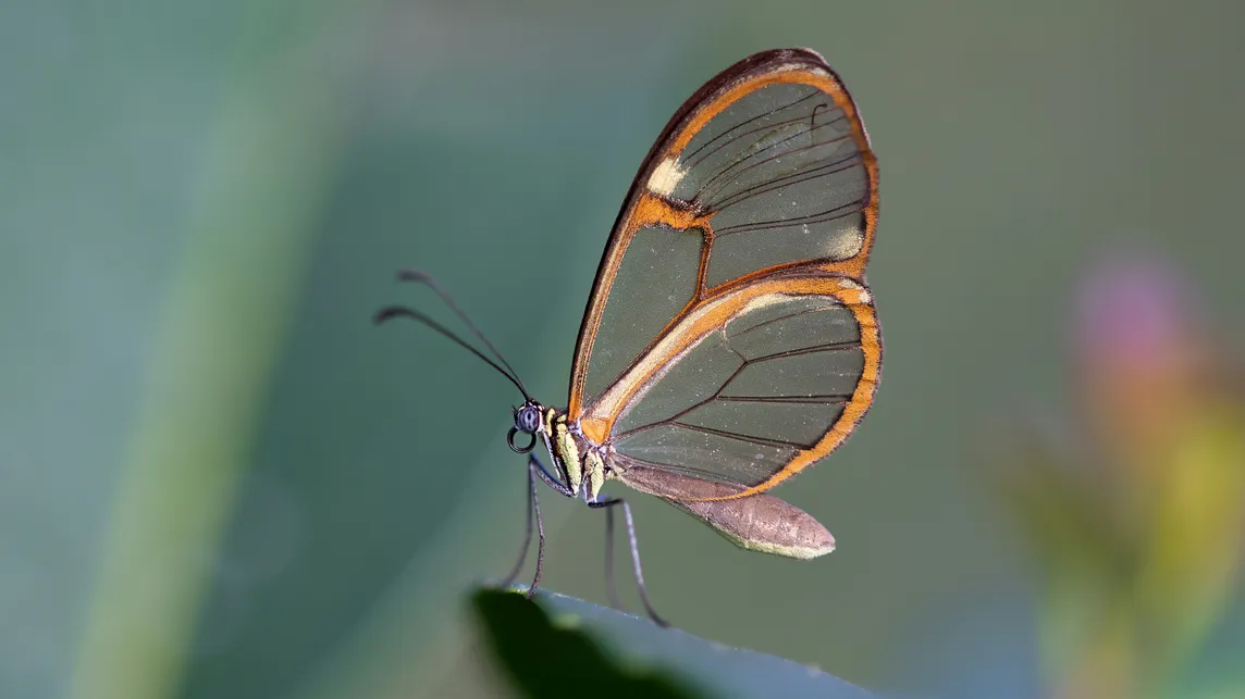 A picture of a butterfly with beautiful clear wings