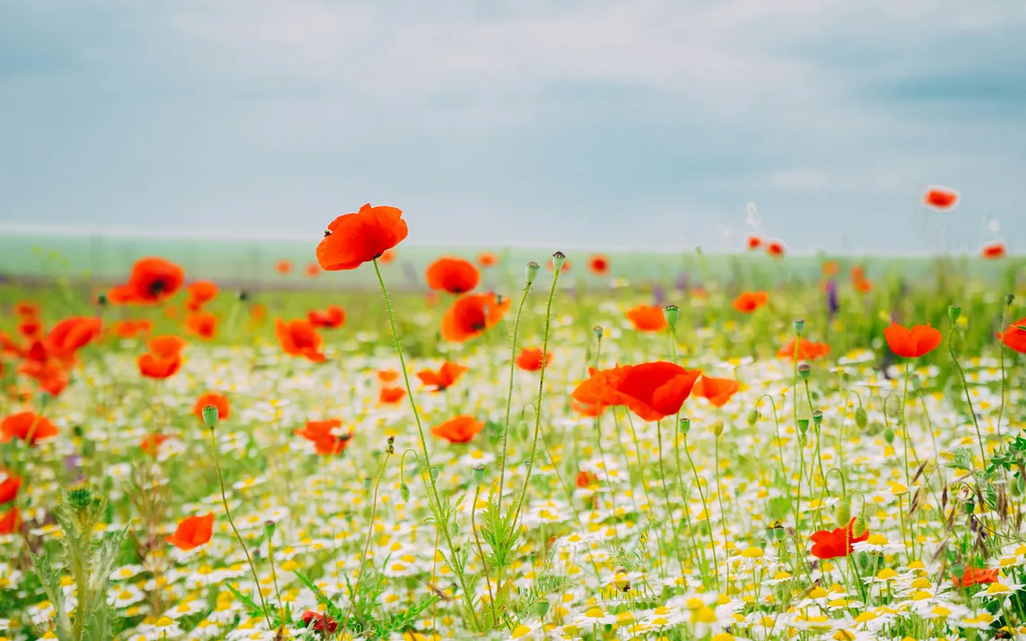 field of poppies