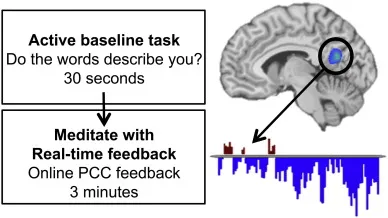 From Brain Scans to Zen States: What Neuroscience Tells Us About Meditation