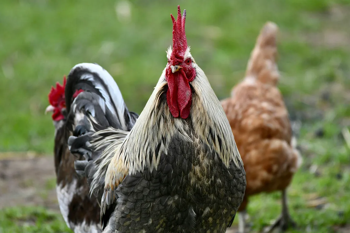 A couple roosters roaming outside.