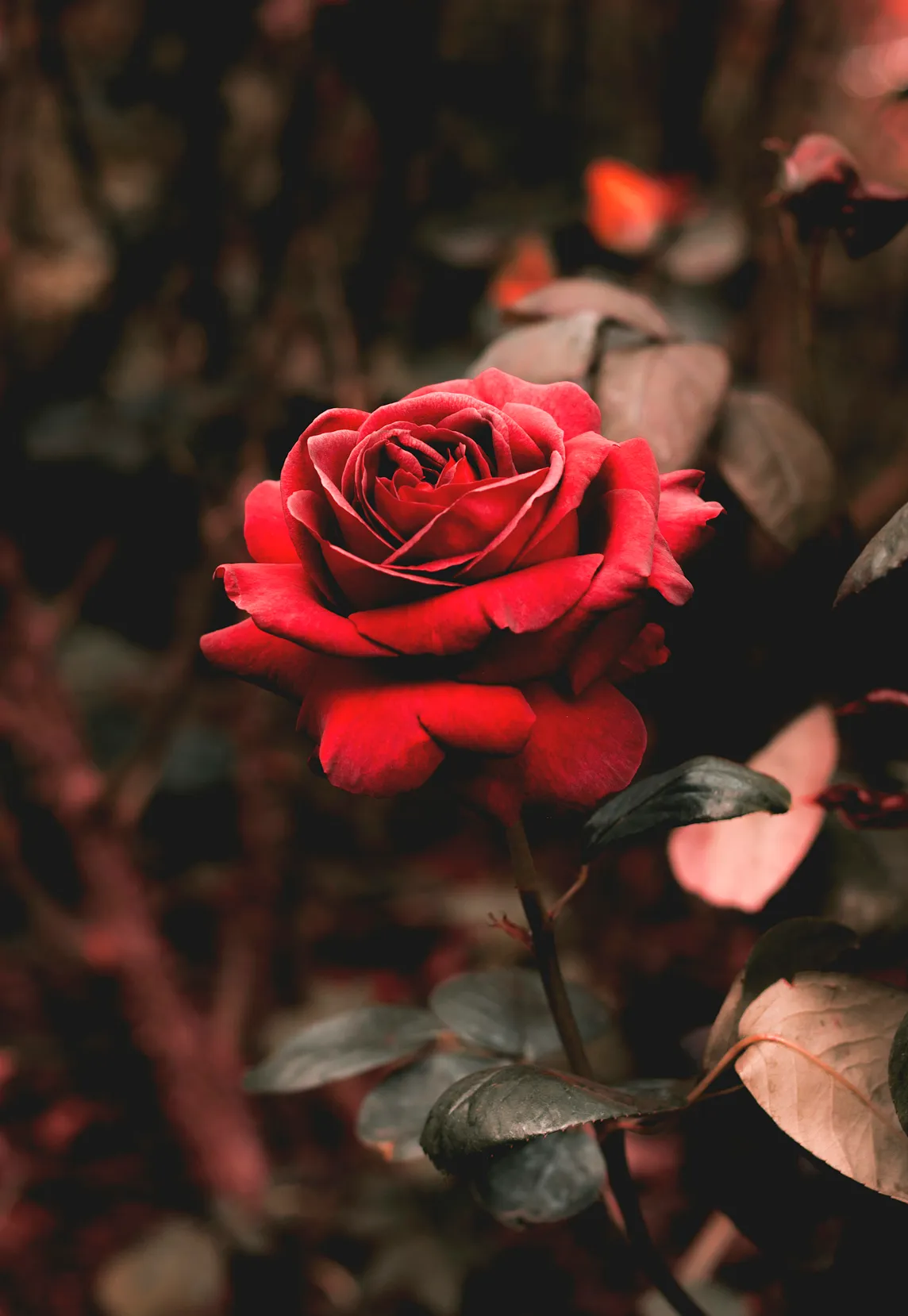 Outstanding picture of a red rose on a stem, apparently still in the garden, softly lit from above. You can almost smell it.