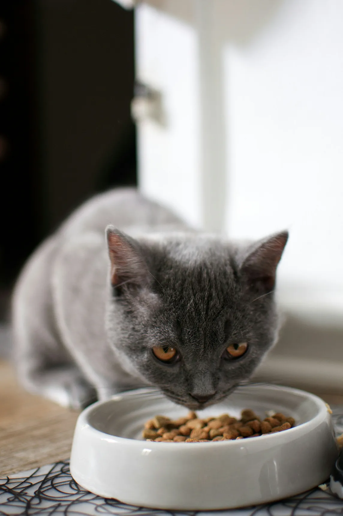 Cat Prescription Diet vs. Over-the-Counter Diet: Navigating the Path to Feline Health