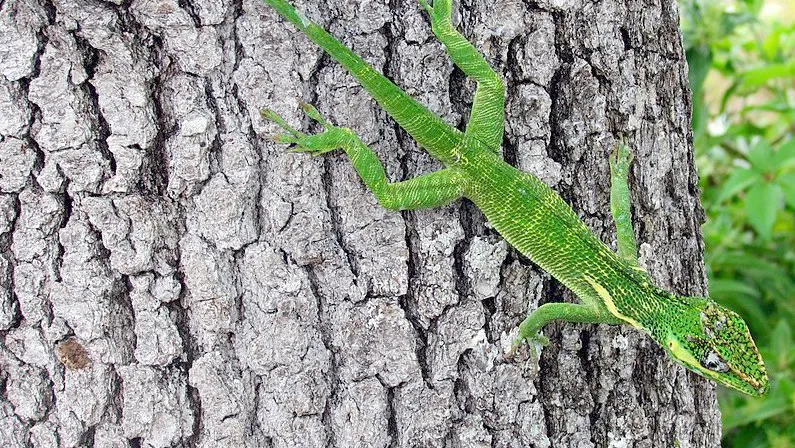 The Knight Anole