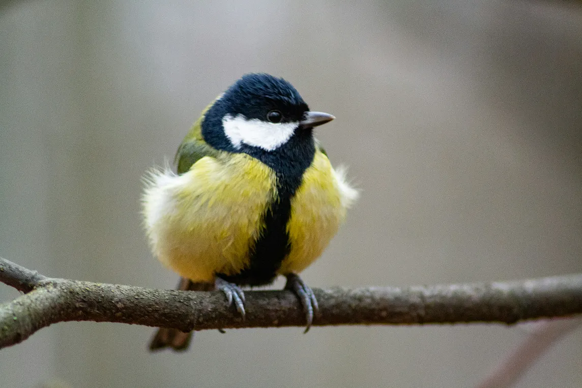 Picture of a finch sitting on a branch.