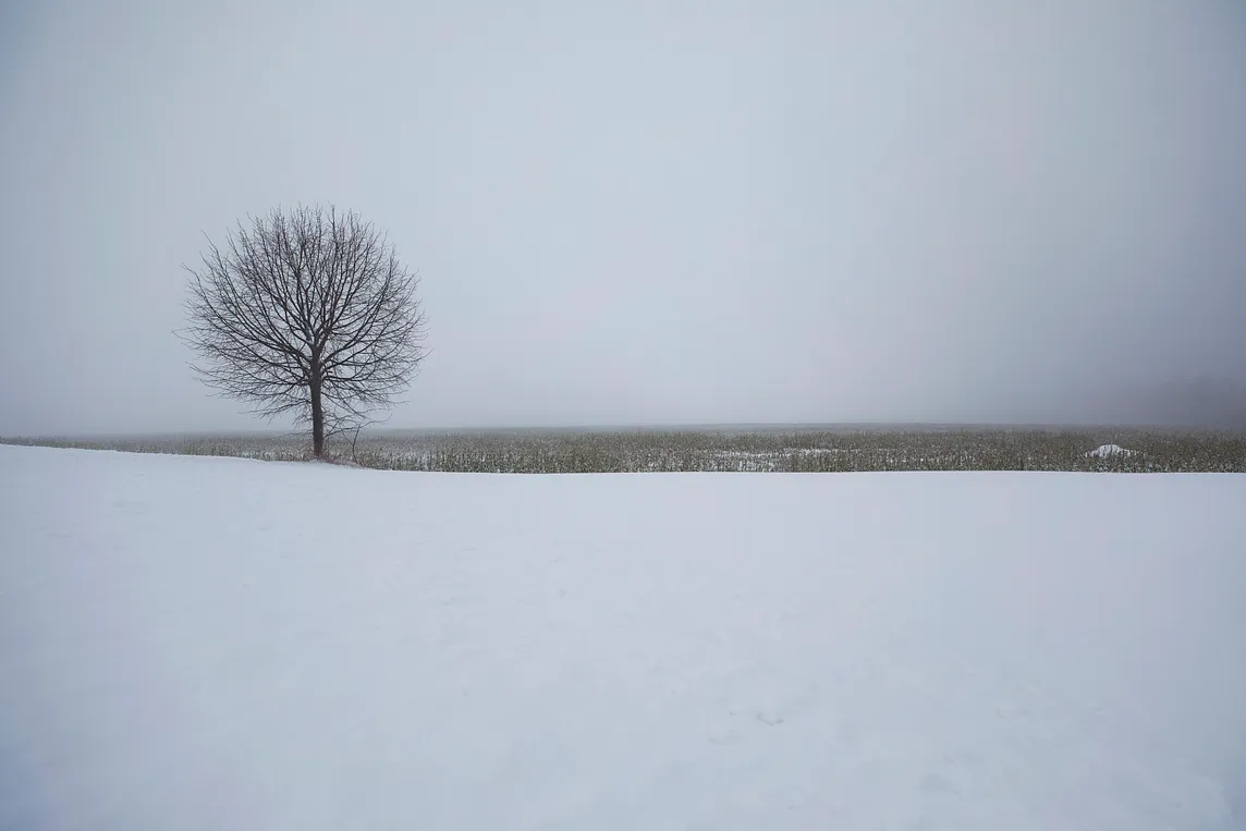 A round-shaped tree with bare branches on snow in front of the grey sky and Winter bushes on the horizon.