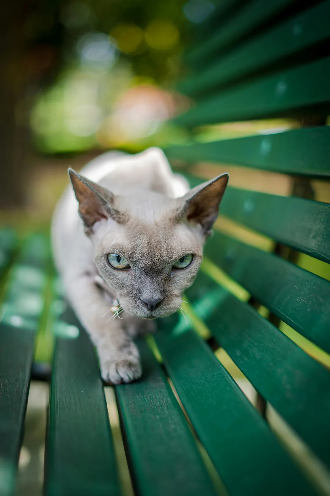 Picture of a mean looking Cat