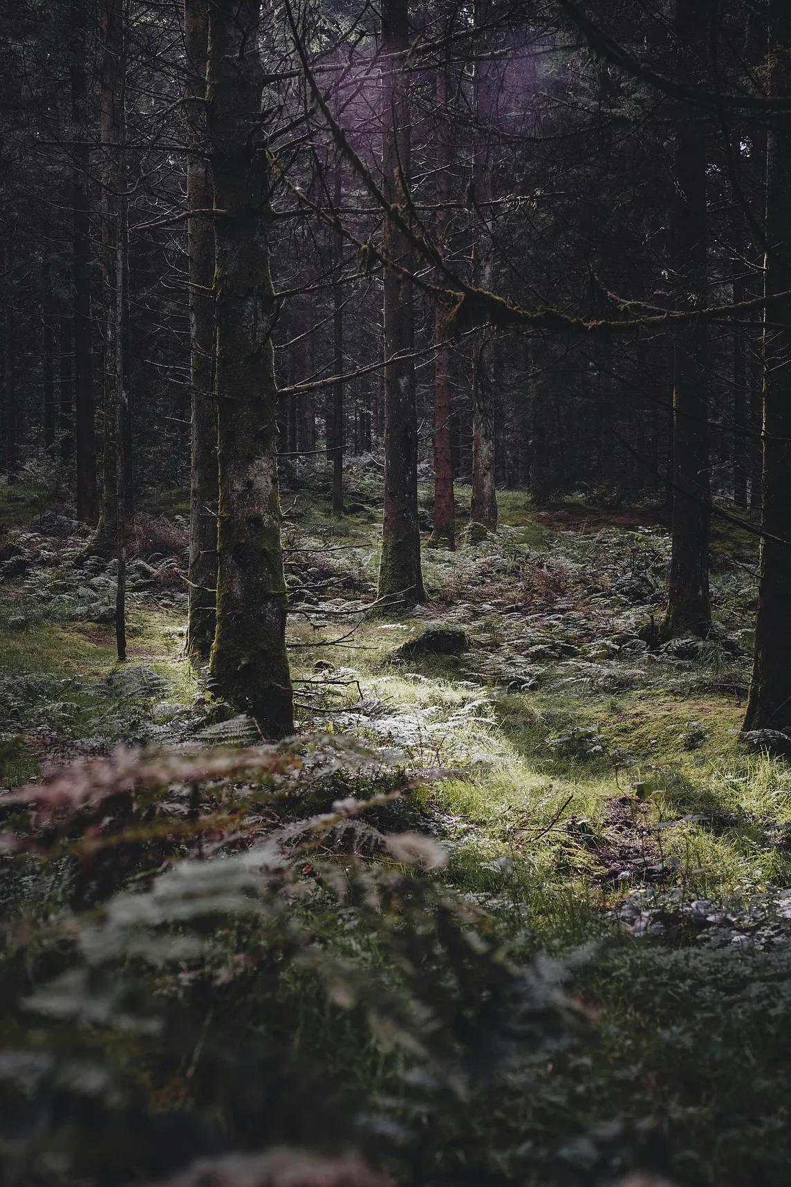 A very dense forest with moss growing on the rocks and forest floor