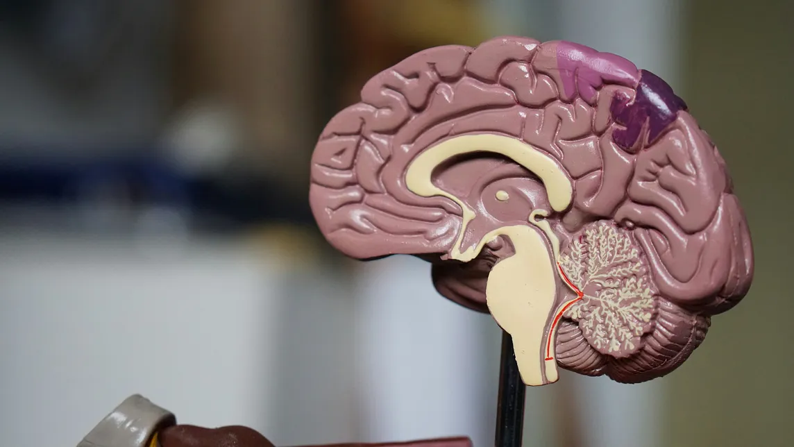 A plastic model of a human brain cut in the mid-section. The brain produces our experiences — or perhaps it might be more accurate to say that our experiences are the side effects of brain activity.