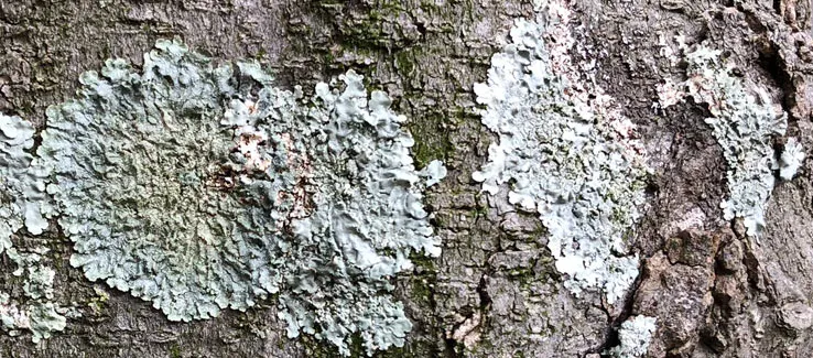 Will This Green Mold (Lichens) Growing on My Tree Kill It