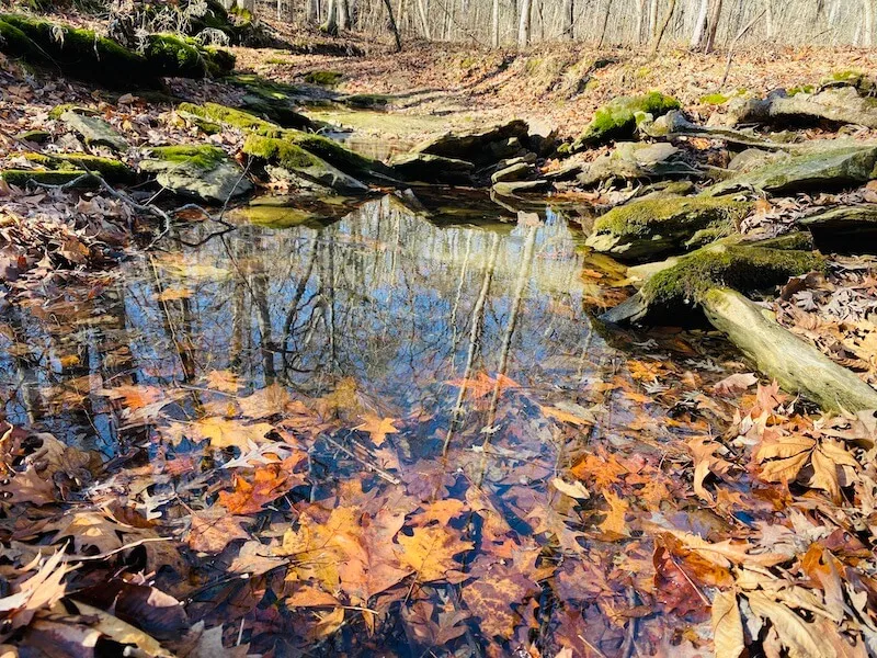 Storment Hauss Nature Preserve Hike