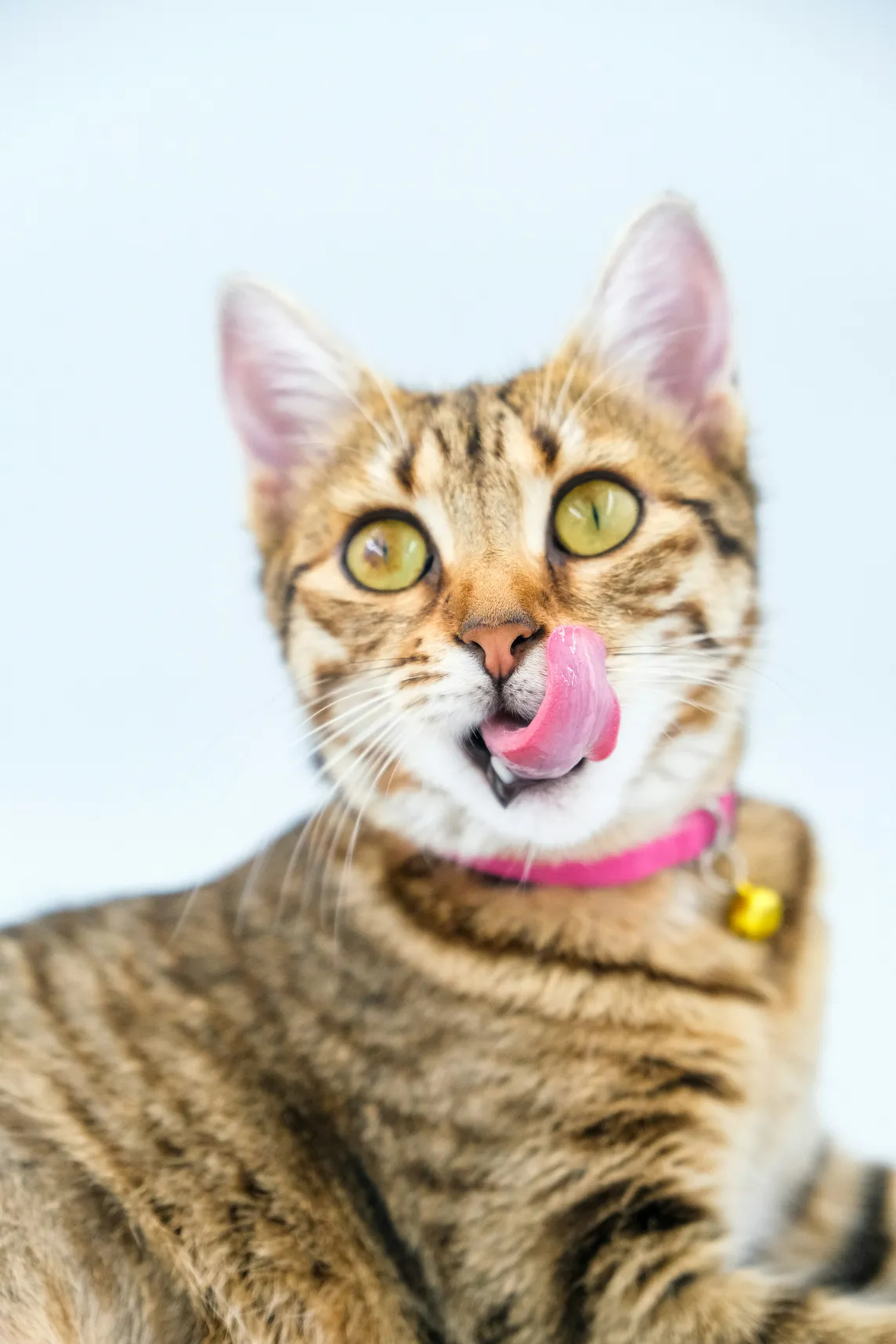 Photo of a yellow tabby cat with green eyes and her tongue stuck out