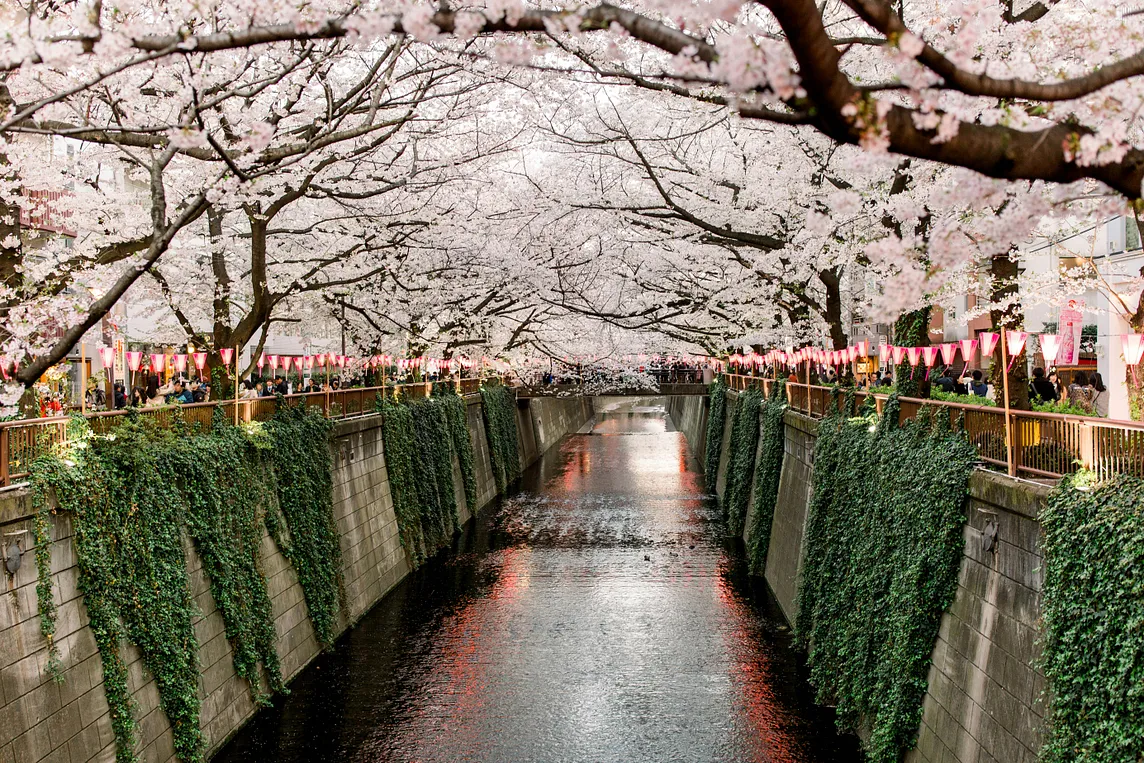 3 Life Lessons I Learned From Cherry Blossoms