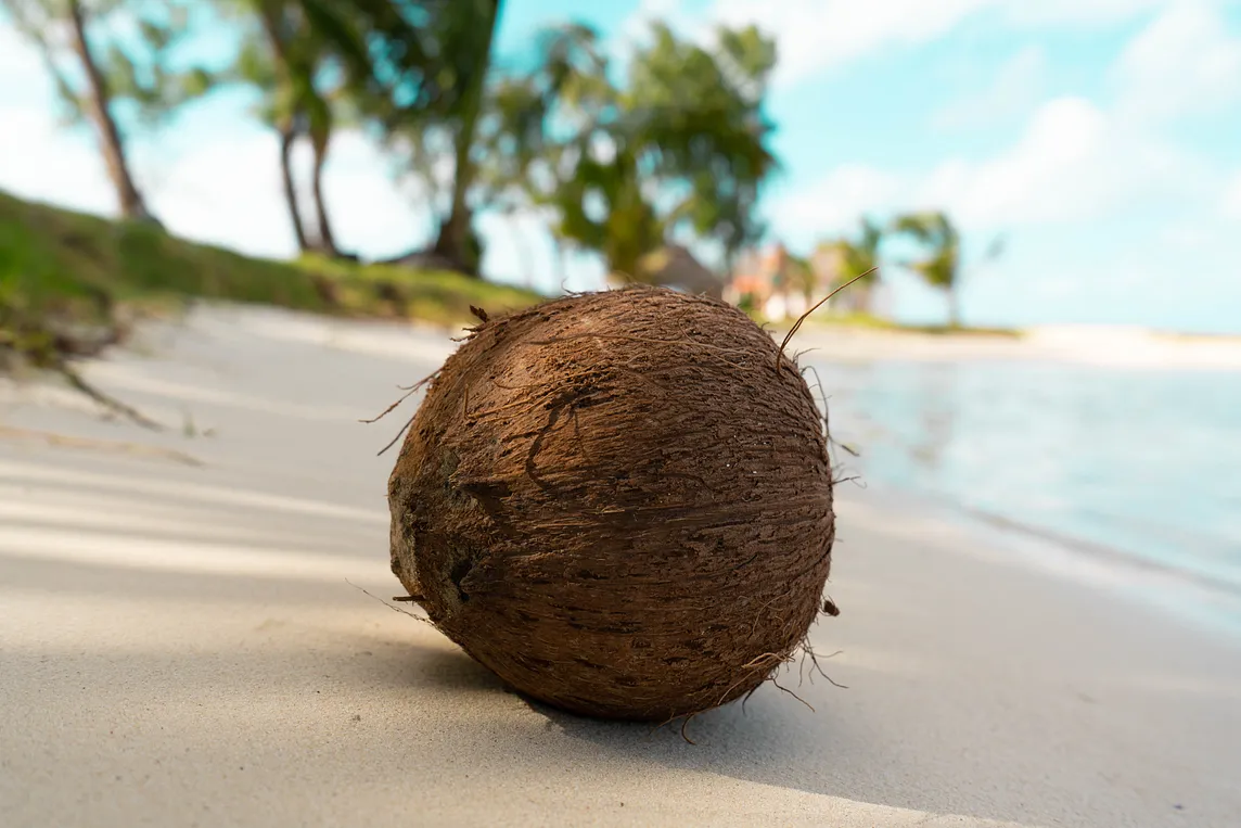 How to sprout a coconut from the grocery store