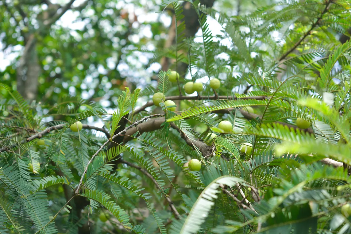 amla on the tree