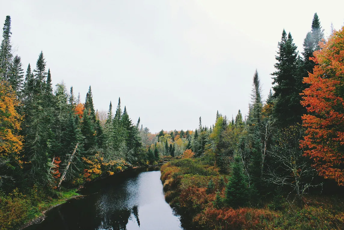 A forest in autumn colours with a river flowing smoth into the distance