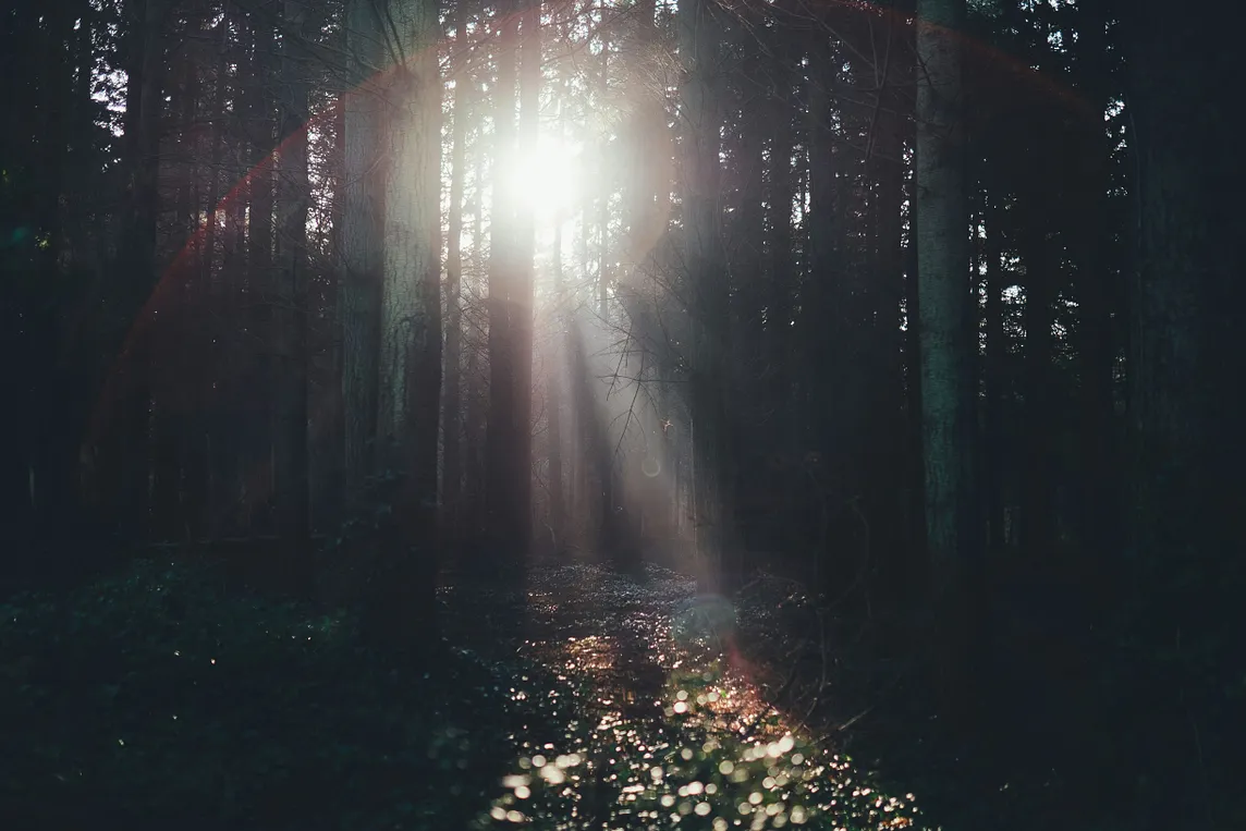 sun rays shining through opening in trees in a dense, dark forest