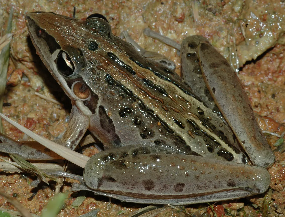 Australian Striped Rocket Frog.