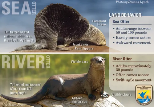 this image is split in two — the upper half labels the various parts of a sea otter while the lower labels parts of a river otter
