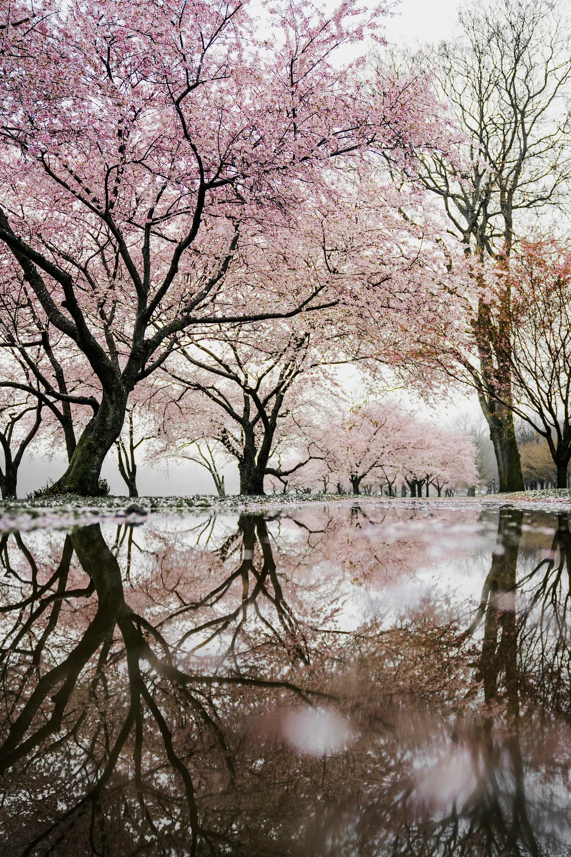 Exploring Japan’s Cherry Blossom Season