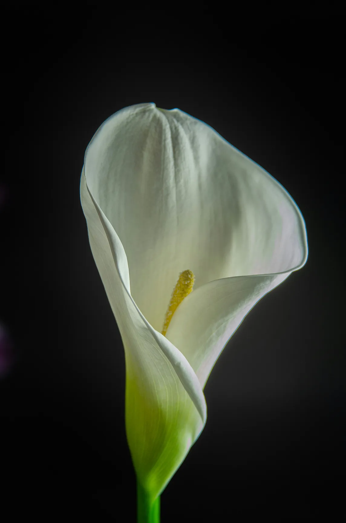 Language of Calla Lily