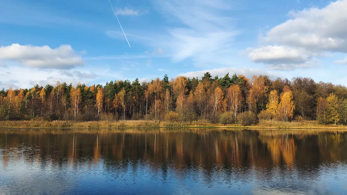 conifers and birch trees in autumn on a lake shoreline