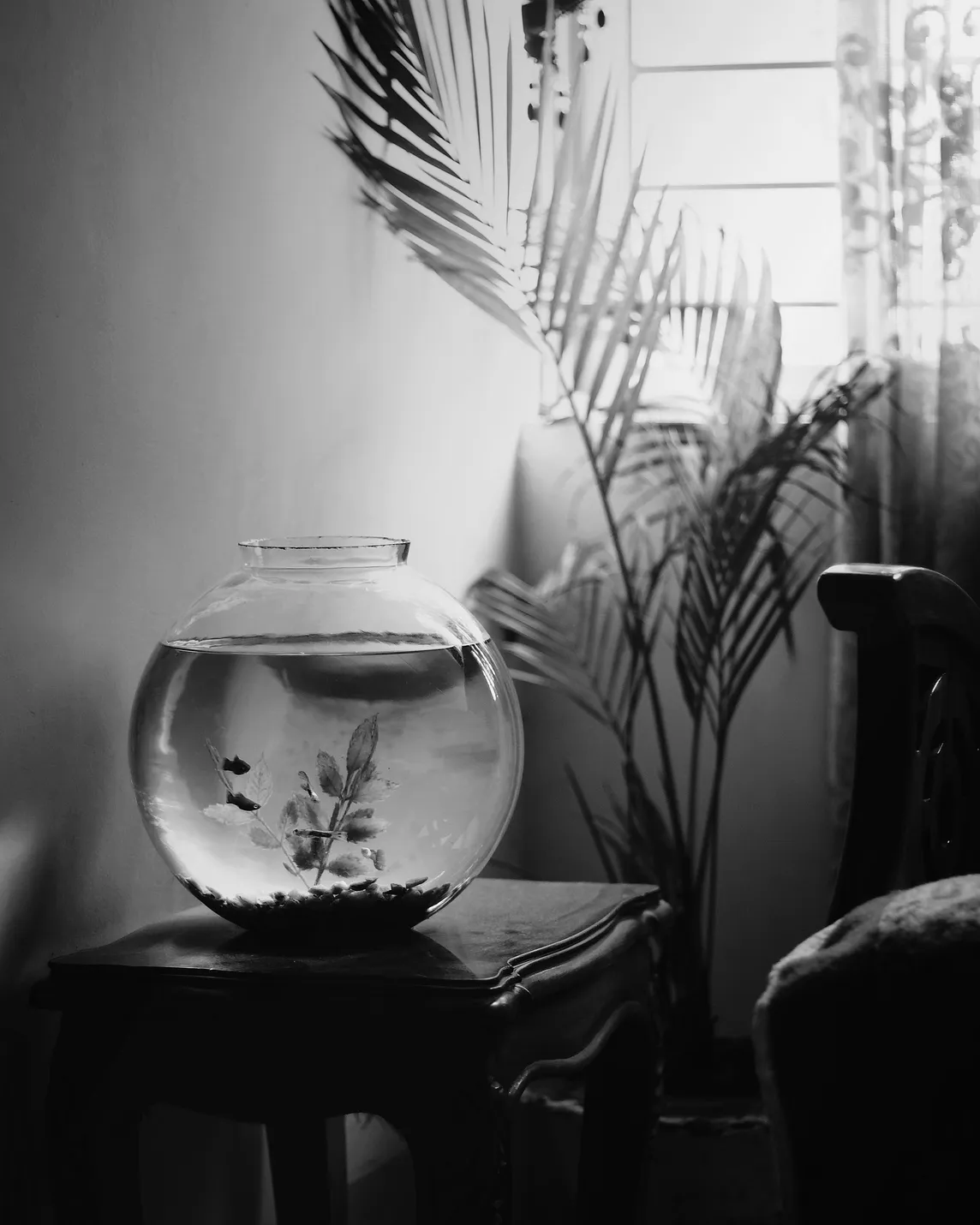 Are Round Bowl Fish Tanks Bad For Fish? You Should Know