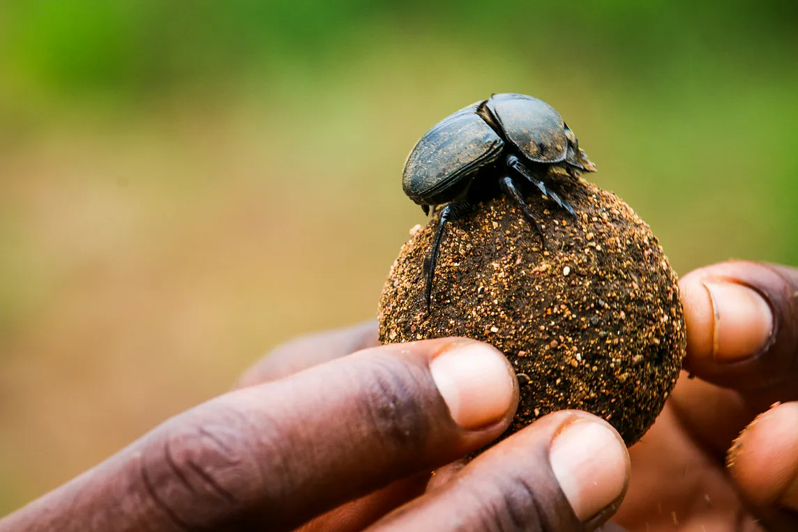 How Insects (And Other Organisms) Recycle Waste in Nature