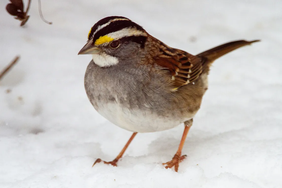 Little Bird in the Snow