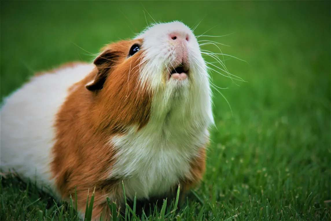 Image shows red and white guinea pig on green grass looking up expectantly with mouth partially open