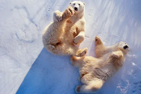 Polar Bears Aren’t Actually White — Here’s Why