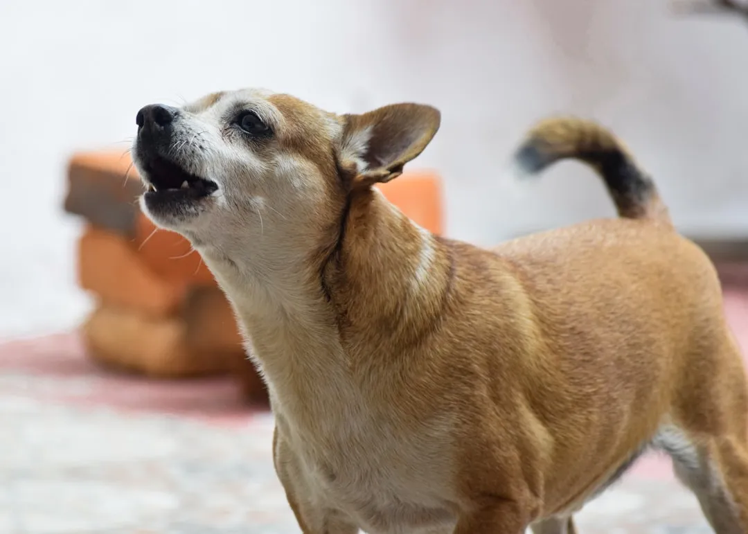 barking chihuahua