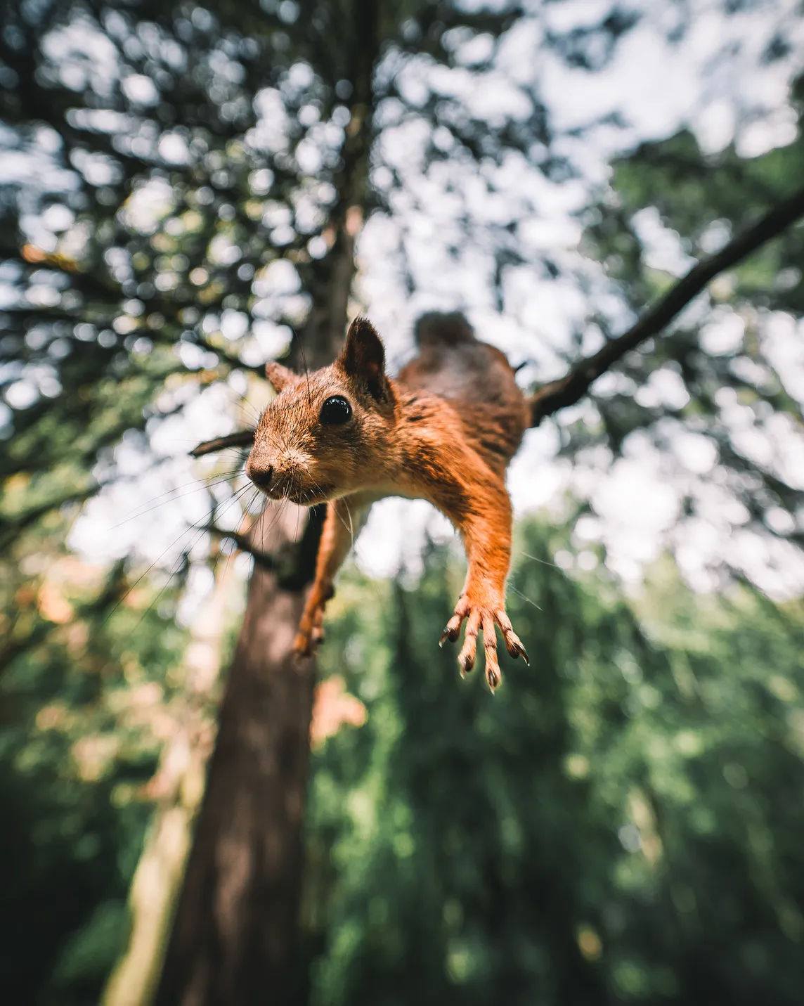 Why a squirrel would never die from falling, no matter how high it falls.