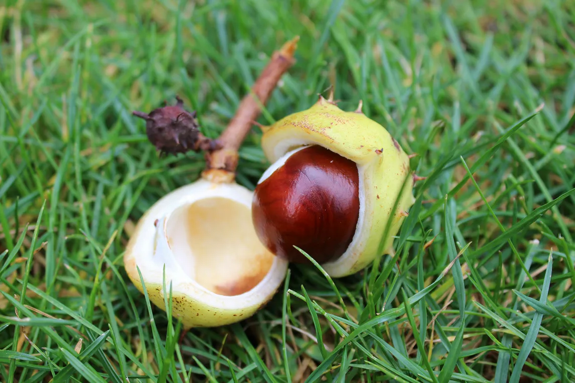 Conquering Conkers